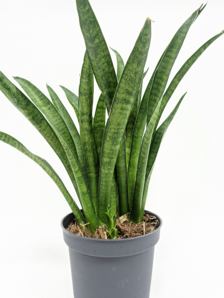 Сансевиерия Лиллипут / Sansevieria Lilliput / диаметр горшка 8см, высота 20-25см