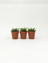 Хавортия Энон / набор 3шт / Haworthia Enon, диаметр горшка 5см, высота растения 6-8см