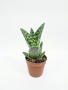 Алоэ Вариегата пестрое или тигровое / Aloe Variegata / диаметр горшка 5см, высота растения 10-12см