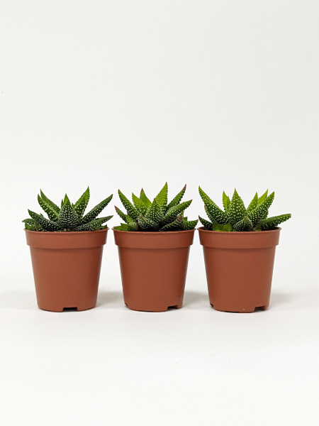 Хавортия Энон / набор 3шт / Haworthia Enon, диаметр горшка 5см, высота растения 6-8см