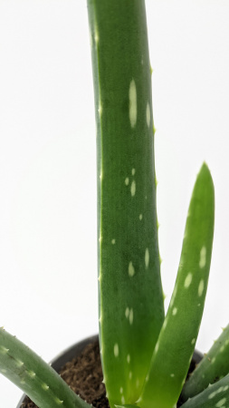 Алоэ Вера / Aloe Vera / диаметр горшка 10см, высота растения 25-30см