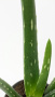 Алоэ Вера / Aloe Vera / диаметр горшка 10см, высота растения 25-30см