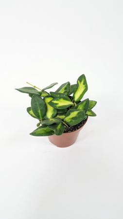 Хойя Буртони Вариегатная / Hoya Burtoniae Variegata / диаметр горшка 9см, высота 10-15см