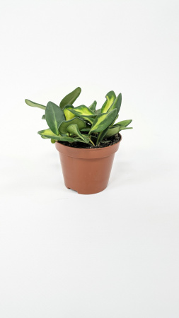 Хойя Буртони Вариегатная / Hoya Burtoniae Variegata / диаметр горшка 9см, высота 10-15см