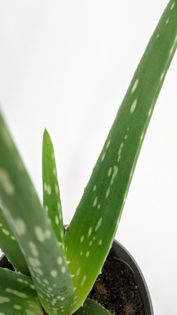 Алоэ Вера / Aloe Vera / диаметр горшка 10см, высота растения 25-30см