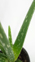 Алоэ Вера / Aloe Vera / диаметр горшка 10см, высота растения 25-30см