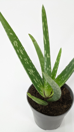 Алоэ Вера / Aloe Vera / диаметр горшка 10см, высота растения 25-30см