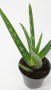 Алоэ Вера / Aloe Vera / диаметр горшка 10см, высота растения 25-30см