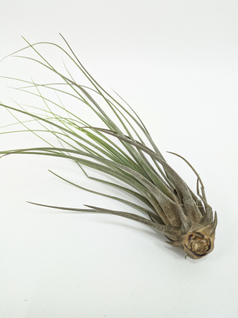 Тилландсия ситниковая Бонсай / атмосферное растение / Tillandsia Juncea Bonsai / длина 13-20см