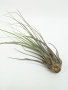 Тилландсия ситниковая Бонсай / атмосферное растение / Tillandsia Juncea Bonsai / длина 13-20см