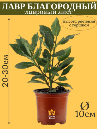 Лавр Благородный комнатный лавровый лист в горшке D10см