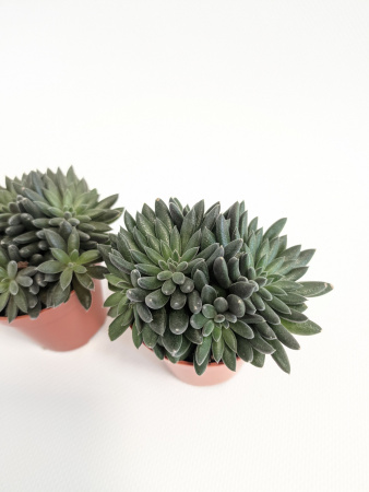 Синокрассула Юннаньская / набор 3шт / Sinocrassula Yunnanensis / диаметр горшка 5см / высота 5-7см