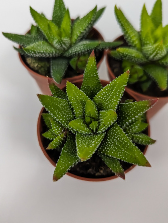Хавортия Энон / набор 3шт / Haworthia Enon, диаметр горшка 5см, высота растения 6-8см