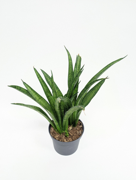 Сансевиерия Лиллипут / Sansevieria Lilliput / диаметр горшка 8см, высота 20-25см
