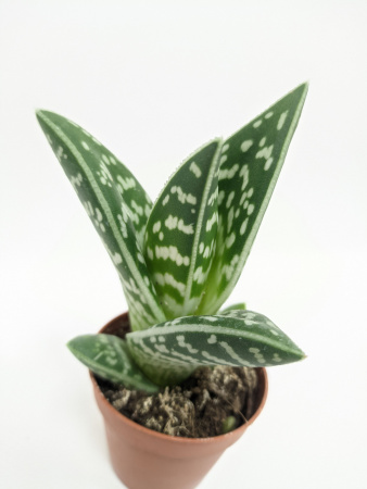 Алоэ Вариегата пестрое или тигровое / Aloe Variegata / диаметр горшка 5см, высота растения 10-12см