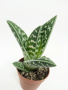 Алоэ Вариегата пестрое или тигровое / Aloe Variegata / диаметр горшка 5см, высота растения 10-12см