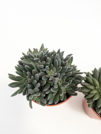 Синокрассула Юннаньская / набор 3шт / Sinocrassula Yunnanensis / диаметр горшка 5см / высота 5-7см