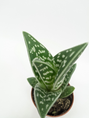Алоэ Вариегата пестрое или тигровое / Aloe Variegata / диаметр горшка 5см, высота растения 10-12см