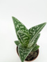 Алоэ Вариегата пестрое или тигровое / Aloe Variegata / диаметр горшка 5см, высота растения 10-12см