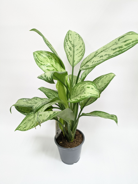 Аглаонема Мария Кристина, диаметр горшка 12см, высота 35-45см
