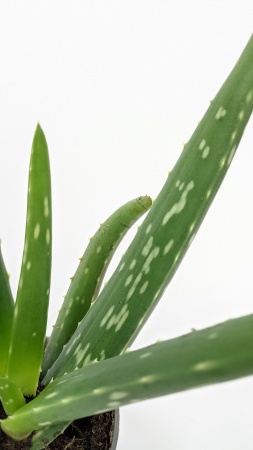 Алоэ Вера / Aloe Vera / диаметр горшка 10см, высота растения 25-30см