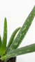 Алоэ Вера / Aloe Vera / диаметр горшка 10см, высота растения 25-30см