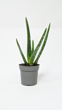 Алоэ Вера / Aloe Vera / диаметр горшка 10см, высота растения 25-30см