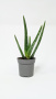 Алоэ Вера / Aloe Vera / диаметр горшка 10см, высота растения 25-30см