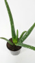 Алоэ Вера / Aloe Vera / диаметр горшка 10см, высота растения 25-30см