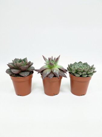 Набор 3шт Эхеверии: Глаука + Пурпузорум + Таурус, высота 5-8см, диаметр 5см