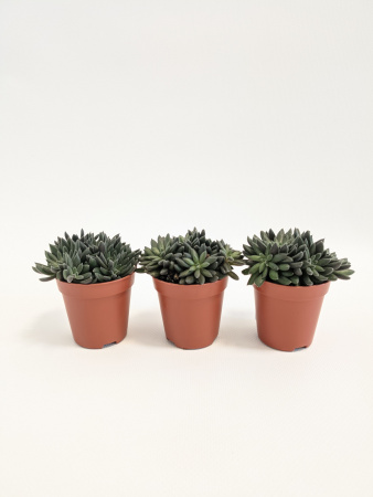 Синокрассула Юннаньская / набор 3шт / Sinocrassula Yunnanensis / диаметр горшка 5см / высота 5-7см