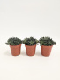 Синокрассула Юннаньская / набор 3шт / Sinocrassula Yunnanensis / диаметр горшка 5см / высота 5-7см