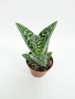 Алоэ Вариегата пестрое или тигровое / Aloe Variegata / диаметр горшка 5см, высота растения 10-12см