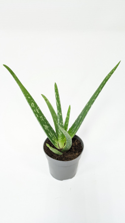 Алоэ Вера / Aloe Vera / диаметр горшка 10см, высота растения 25-30см