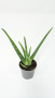 Алоэ Вера / Aloe Vera / диаметр горшка 10см, высота растения 25-30см