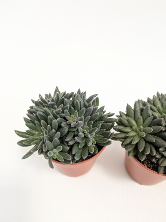 Синокрассула Юннаньская / набор 3шт / Sinocrassula Yunnanensis / диаметр горшка 5см / высота 5-7см