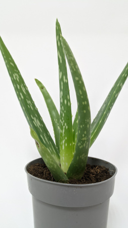Алоэ Вера / Aloe Vera / диаметр горшка 10см, высота растения 25-30см