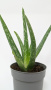 Алоэ Вера / Aloe Vera / диаметр горшка 10см, высота растения 25-30см