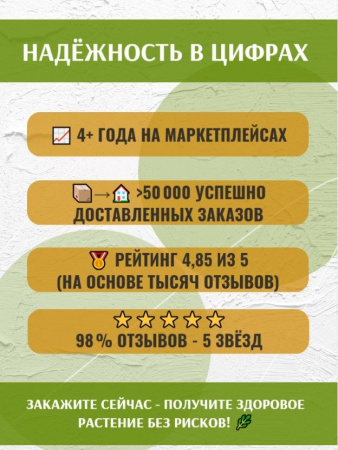Фикус Лирата Бамбино в горшке D9см, живое растение