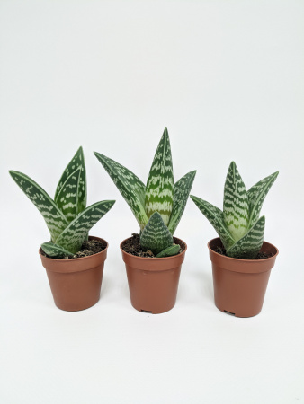 Алоэ Вариегата пестрое или тигровое / набор 3шт / Aloe Variegata / диаметр горшка 5см, высота растен