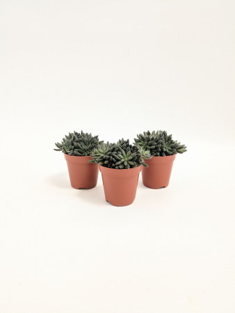 Синокрассула Юннаньская / набор 3шт / Sinocrassula Yunnanensis / диаметр горшка 5см / высота 5-7см