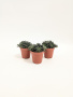 Синокрассула Юннаньская / набор 3шт / Sinocrassula Yunnanensis / диаметр горшка 5см / высота 5-7см