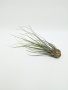 Тилландсия ситниковая Бонсай / атмосферное растение / Tillandsia Juncea Bonsai / длина 13-20см