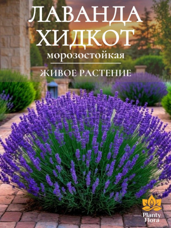 Лаванда Хидкот в горшке D10см морозостойкая