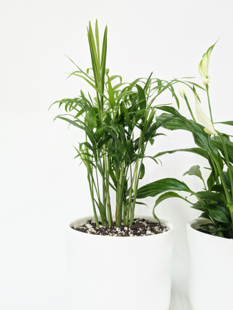 Набор 2шт: Хамедорея Элеганс + Спатифиллум Шопен / пересажены в белое кашпо Фита / диаметр горшка 13