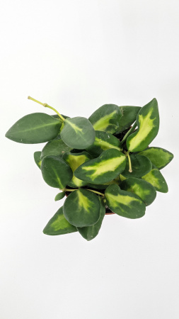 Хойя Буртони Вариегатная / Hoya Burtoniae Variegata / диаметр горшка 9см, высота 10-15см