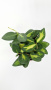 Хойя Буртони Вариегатная / Hoya Burtoniae Variegata / диаметр горшка 9см, высота 10-15см