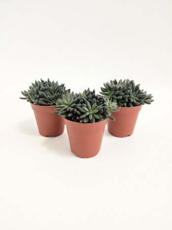 Синокрассула Юннаньская / набор 3шт / Sinocrassula Yunnanensis / диаметр горшка 5см / высота 5-7см