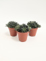 Синокрассула Юннаньская / набор 3шт / Sinocrassula Yunnanensis / диаметр горшка 5см / высота 5-7см