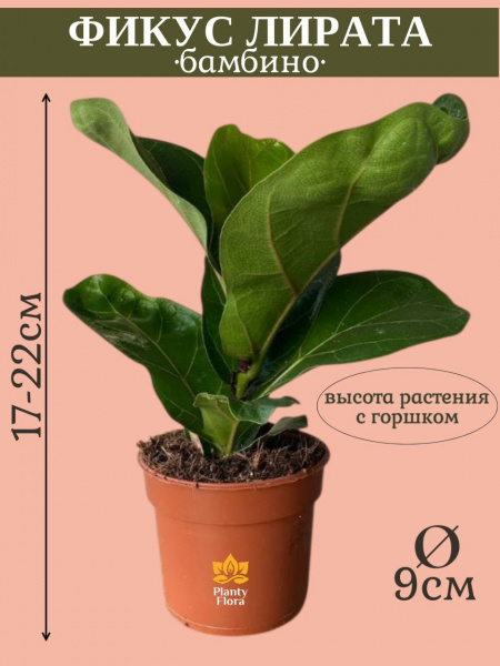 Фикус Лирата Бамбино в горшке D9см, живое растение